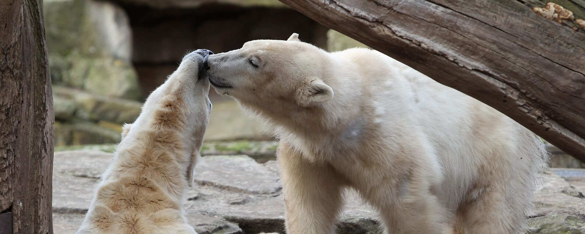 Los osos polares Knut (izquierda) y Giovanna en su recinto del zoo de Berlín, Alemania. - Sputnik Mundo, 1920, 27.02.2025