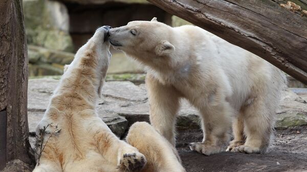 Los osos polares Knut (izquierda) y Giovanna en su recinto del zoo de Berlín, Alemania. - Sputnik Mundo