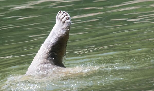 Esta especie está perfectamente adaptada a un modo de vida semiacuático, puede nadar largas distancias con bastante rapidez.En la foto: un oso polar toma un refrescante baño en una piscina de su recinto, en el zoológico Tierpark Hellabrunn en Múnich, Alemania. - Sputnik Mundo