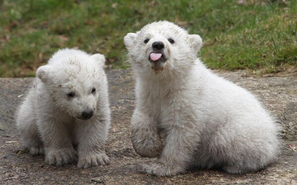 Si bien los osos polares llevan una vida solitaria, entre ellos pueden surgir amistades.En la foto: dos cachorros de oso polar de 14 semanas, en el zoo de Hellabrunn en Múnich, Alemania. - Sputnik Mundo