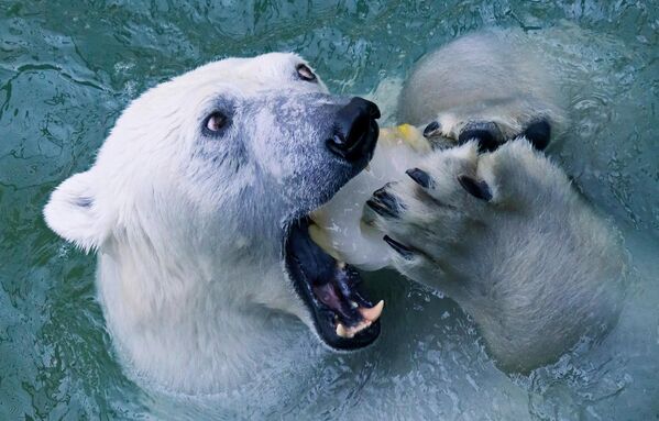 El olfato del oso polar le permite detectar presas ocultas bajo una capa de nieve de un metro.En la foto: Úrsula, una osa polar, escapa del calor en la piscina en un parque en Krasnoyarsk, Rusia. - Sputnik Mundo