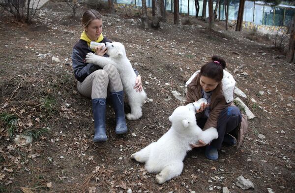 En el Ártico, solo el 2% de las incursiones del oso polar en busca de alimento tienen éxito. Sin embargo, puede pasar hambre y sentirse en forma durante varios meses.En la foto: empleadas del Parque Safari de la ciudad de Gelendzhik, Rusia, alimentan a unos cachorros de oso polar con un biberón. - Sputnik Mundo