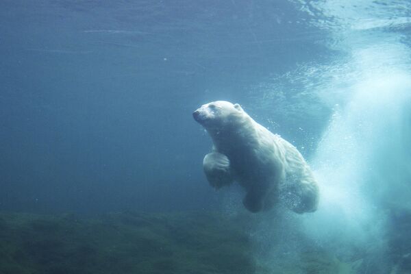 Una osa nadó 778 kilómetros en el mar de Beaufort, al norte de Alaska. Durante los nueve días que nadó, la osa perdió a su cachorro de un año y adelgazó mucho.En la foto: un oso polar nada en un recinto del zoo Paira Daiza de Brugelette, Bélgica. - Sputnik Mundo