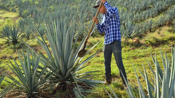 Productor de tequila en Jalisco - Sputnik Mundo