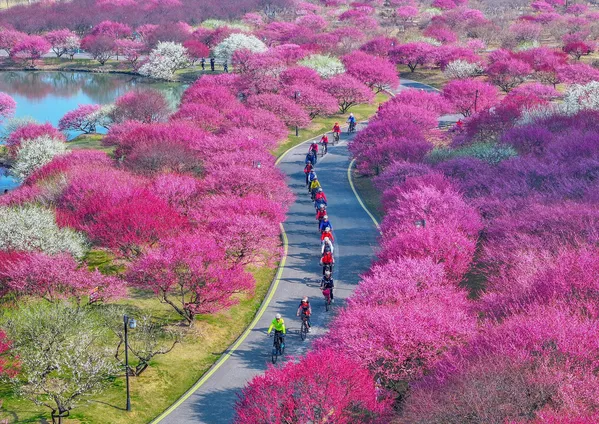 Vista aérea de aficionados al ciclismo disfrutando de las flores de ciruelo, en el Jardín de Bonsáis del destino turístico Paraíso Longemont del Lago Tai, en la ciudad de Huzhou, provincia china de Zhejiang. - Sputnik Mundo