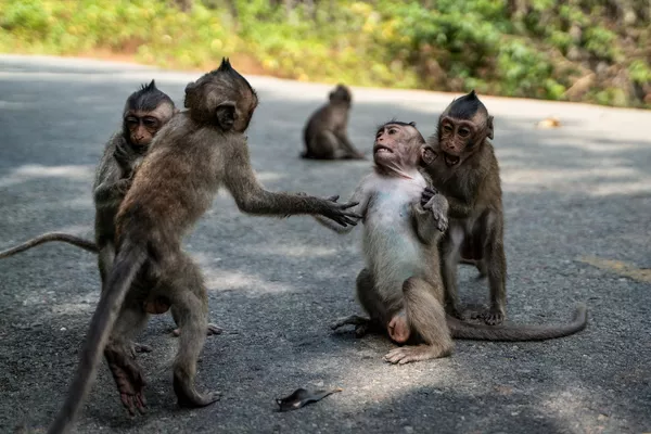 Monos en la isla de Can Gio, también conocida como la isla de los monos, famosa por su exuberante vegetación y fauna y habitada por un gran número de monos, en la Ciudad Ho Chi Minh, Vietnam. Monos en la isla de Can Gio, también conocida como la isla de los monos, famosa por su exuberante vegetación y fauna y habitada por un gran número de monos, en la Ciudad Ho Chi Minh, Vietnam. - Sputnik Mundo