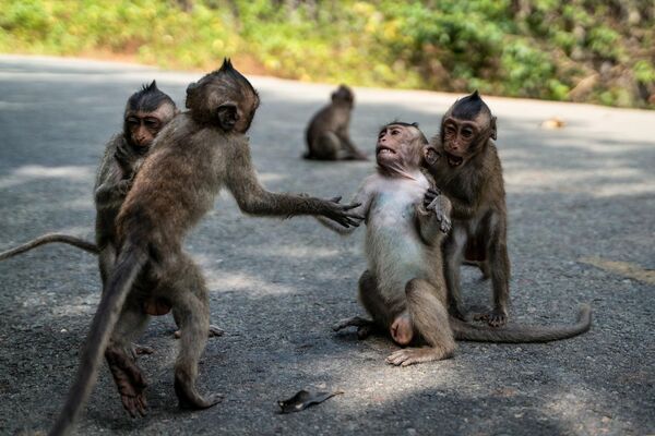 Monos en la isla de Can Gio, también conocida como la isla de los monos, famosa por su exuberante vegetación y fauna y habitada por un gran número de monos, en la Ciudad Ho Chi Minh, Vietnam. - Sputnik Mundo