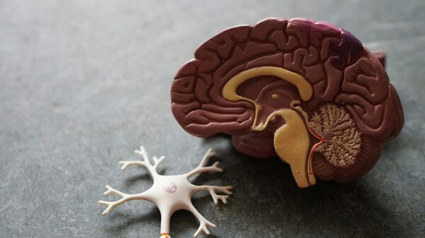 Cerebro (imagen referencial) - Sputnik Mundo