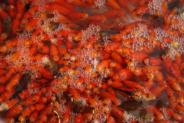 El pez dorado, uno de los símbolos del Nouruzen Irán, simboliza la vida, el agua y los nuevos comienzos. - Sputnik Mundo