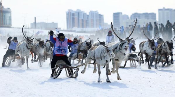 Carreras de trineos tirados por renos en el IV Congreso de Pastores de Renos de la República de Saja de Rusia en el territorio del lago Saisari. - Sputnik Mundo