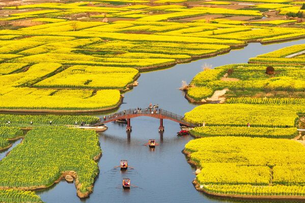 La plantación de flores aquí parece una obra de arte.En foto: floración de la colza en Xinghua - Sputnik Mundo