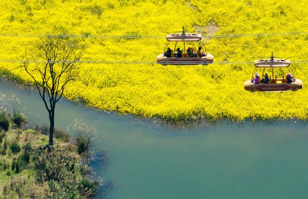 La floración de la colza puede durar entre 10 y 20 días, dependiendo de la variedad de la planta, las condiciones climáticas y otros factores.En la foto: turistas cruzan el mar dorado de flores de colza en Chongqing. - Sputnik Mundo