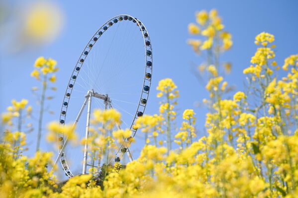 En distintas partes del país, los campos de colza florecen en momentos diferentes, lo que depende en gran medida del régimen de temperaturas, así como de las características climáticas de la zona. - Sputnik Mundo