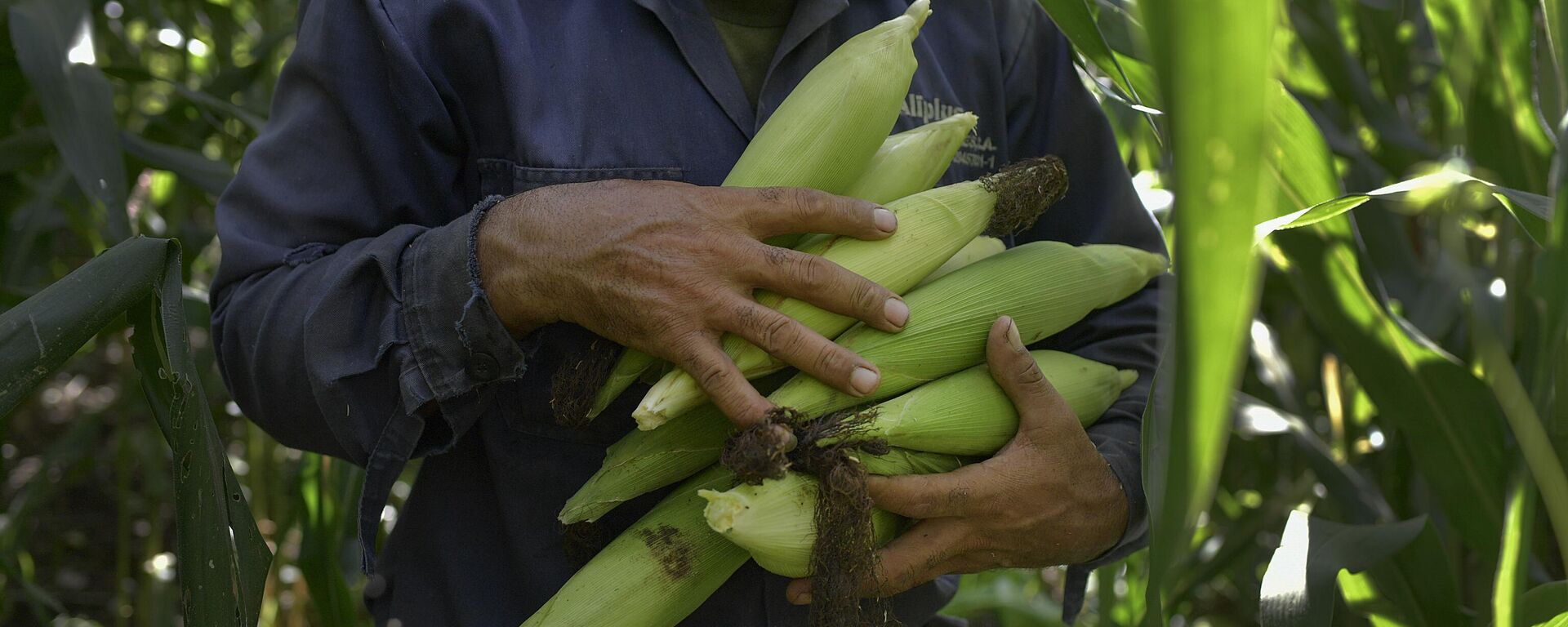 La agricultura es uno de los rubros en el que el ALBA-TCP busca su independencia. - Sputnik Mundo, 1920, 01.04.2025