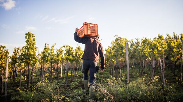 Un joven que lleva una caja de uvas al hombro en un viñedo (Imagen referencial) - Sputnik Mundo