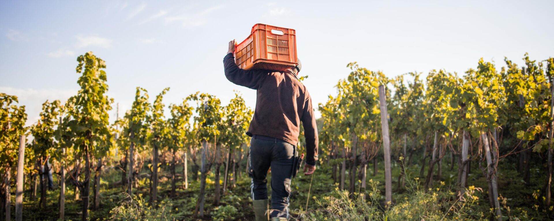 Un joven que lleva una caja de uvas al hombro en un viñedo (Imagen referencial) - Sputnik Mundo, 1920, 02.04.2025