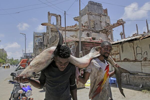 Pescadores cargan un atún en la espalda en un mercado de la capital somalí, Mogadiscio. Pescadores cargan un atún en la espalda en un mercado de la capital somalí, Mogadiscio. - Sputnik Mundo