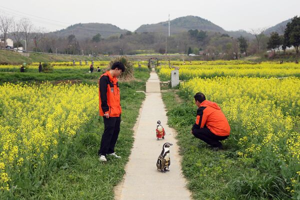 Pingüinos de Humboldt (Spheniscus humboldti ) vestidos con trajes tradicionales chinos pasean entre las flores de colza en la ciudad china de Nankín. Pingüinos de Humboldt (Spheniscus humboldti ) vestidos con trajes tradicionales chinos pasean entre las flores de colza en la ciudad china de Nankín. - Sputnik Mundo