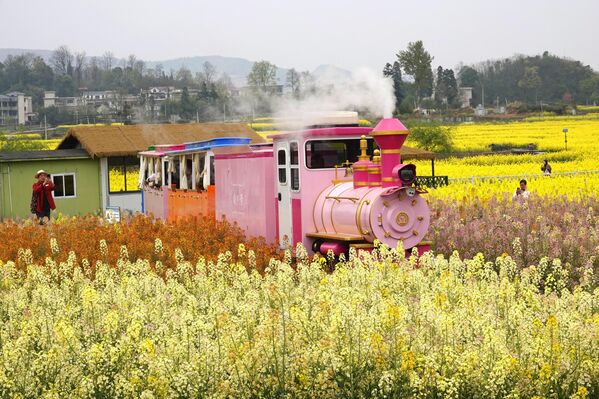 Cuando la colza, los melocotoneros y los ciruelos florecen, los viajes en esta época del año son especialmente populares. - Sputnik Mundo