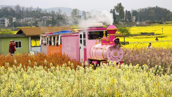 Un tren turístico pasa por campos de colza en flor. - Sputnik Mundo