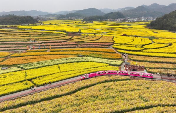 Un autobús turístico viaja a través de coloridas flores de colza en los campos en la ciudad de Anshun. - Sputnik Mundo