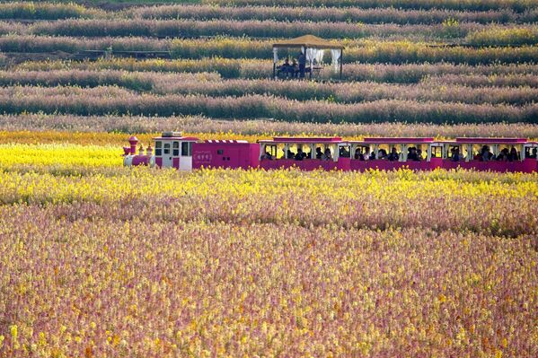 Turistas de distintas regiones conducen por un mar de flores, admirando el hermoso paisaje primaveral. - Sputnik Mundo