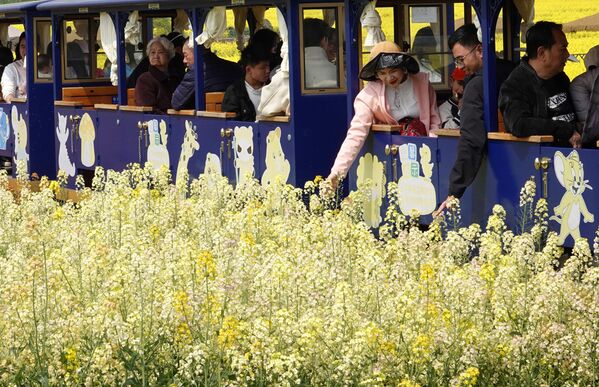 El período de floración en China va desde principios de marzo hasta finales de abril. Es entonces cuando los turistas acuden en masa a admirar la belleza. - Sputnik Mundo