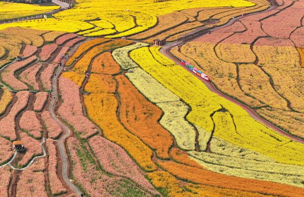 Los campos de colza desbordan pintorescos colores. - Sputnik Mundo