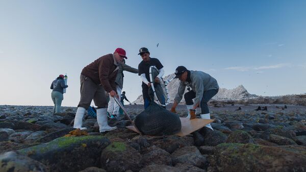 Un total de 17 lobos marinos fueron rescatados por voluntarios y personal de Profepa en el golfo de California.  - Sputnik Mundo