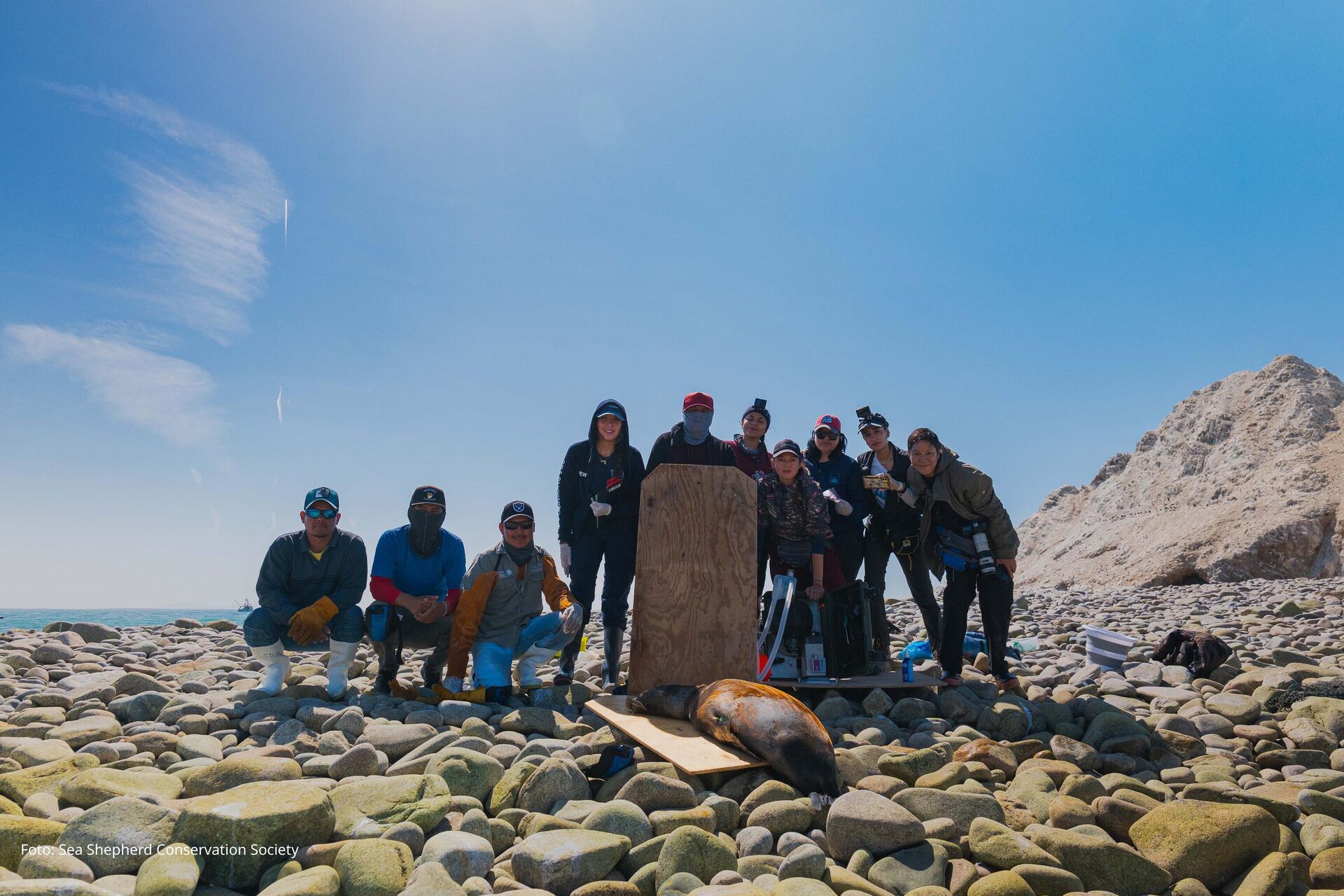 Un total de 17 lobos marinos fueron rescatados por voluntarios y personal de Profepa en el golfo de California. - Sputnik Mundo, 1920, 08.04.2025