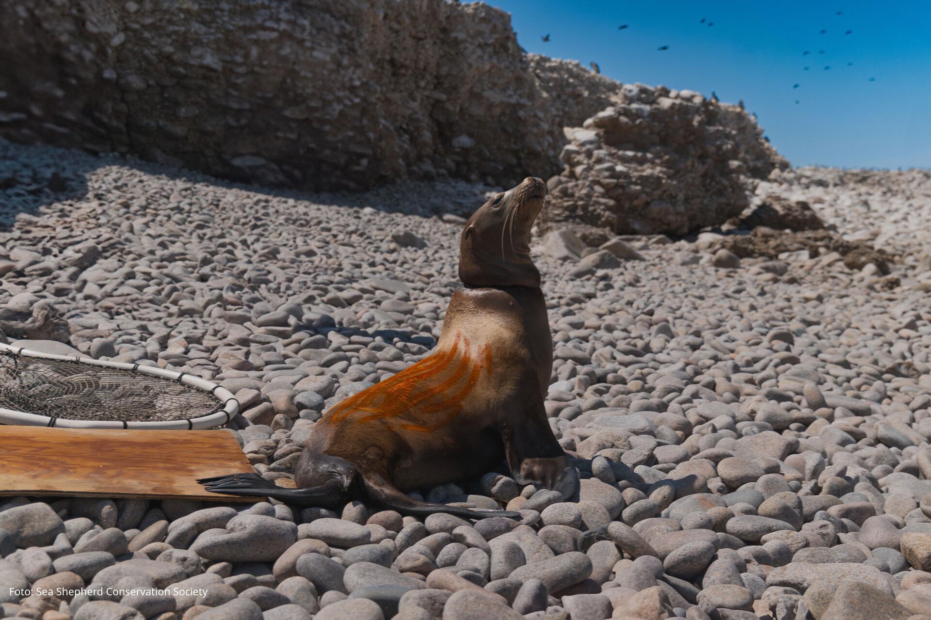 Un total de 17 lobos marinos fueron rescatados por voluntarios y personal de Profepa en el golfo de California. - Sputnik Mundo, 1920, 08.04.2025