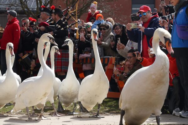 Cada año, el primer domingo de abril, los cisnes de la ciudad canadiense de Stratford son liberados de su refugio invernal y forman una procesión llamada Annual Swan Release ('Soltada Anual de Cisnes'). En la imagen: una multitud de personas se agolpa en las calles para contemplar esta procesión de cisnes. Cada año, el primer domingo de abril, los cisnes de la ciudad canadiense de Stratford son liberados de su refugio invernal y forman una procesión llamada Annual Swan Release ('Soltada Anual de Cisnes'). En la imagen: una multitud de personas se agolpa en las calles para contemplar esta procesión de cisnes. - Sputnik Mundo