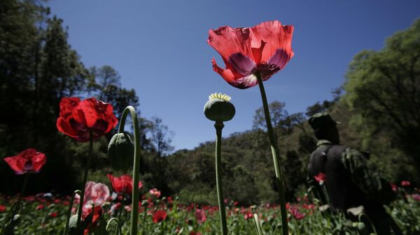 Campo de amapola en México - Sputnik Mundo