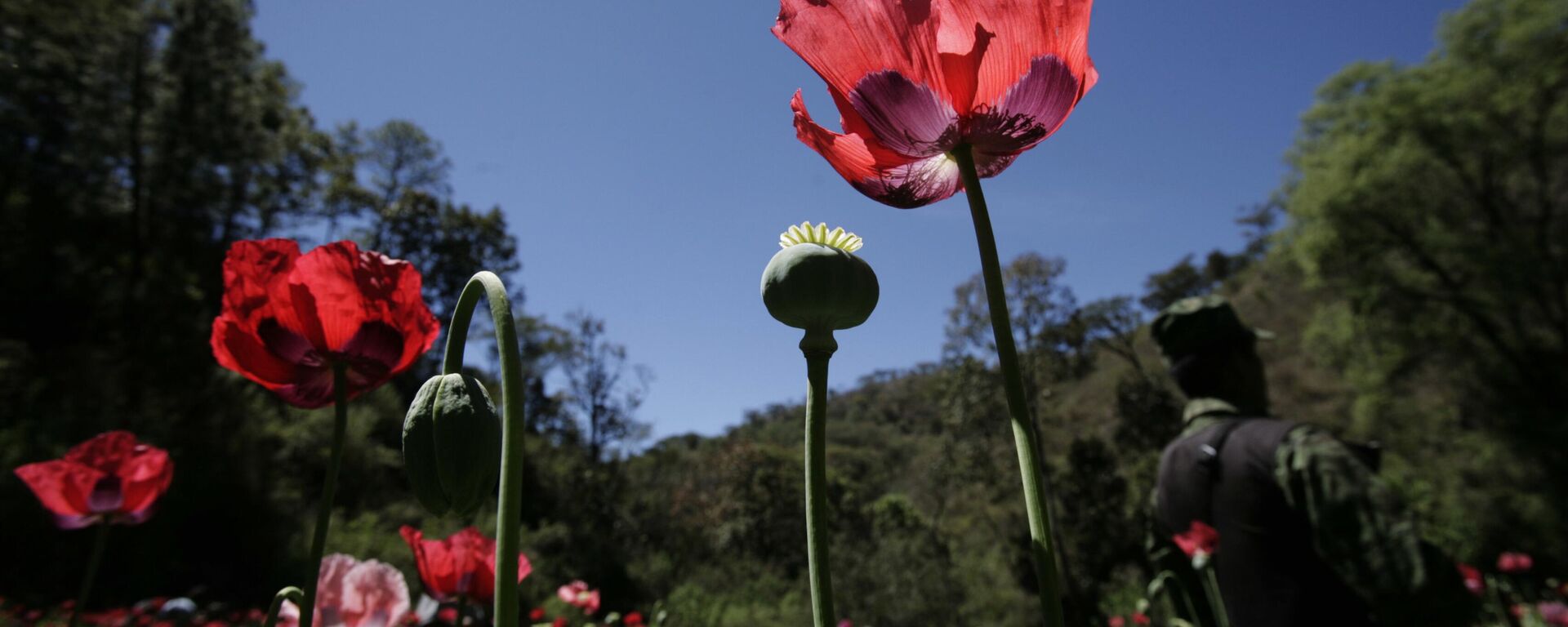 Campo de amapola en México - Sputnik Mundo, 1920, 15.04.2025