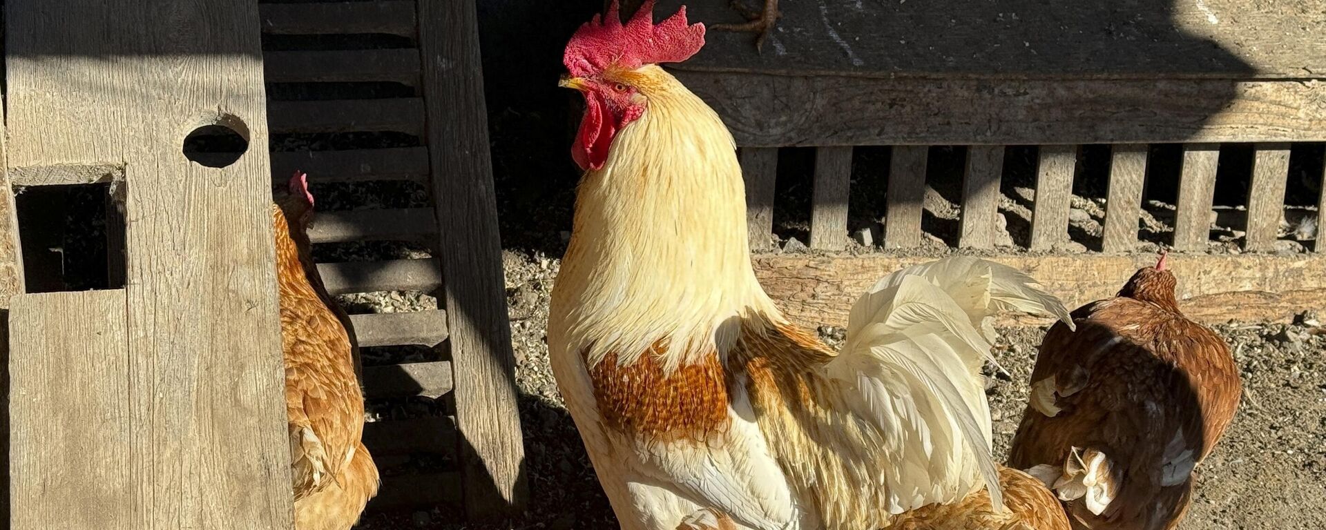 El pollo de EEUU podría tener aranceles. - Sputnik Mundo, 1920, 15.04.2025