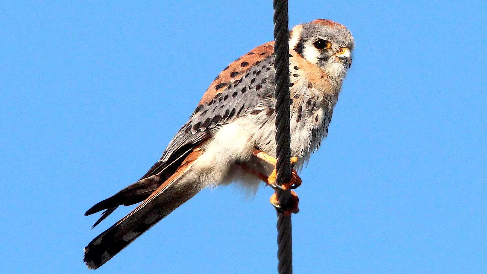 Un pequeño cernícalo americano —también conocido como halconcito dorado— posa sobre un cable (imagen referencial) Un pequeño cernícalo americano —también conocido como halconcito dorado— posa sobre un cable (imagen referencial) - Sputnik Mundo, 1920, 17.04.2025
