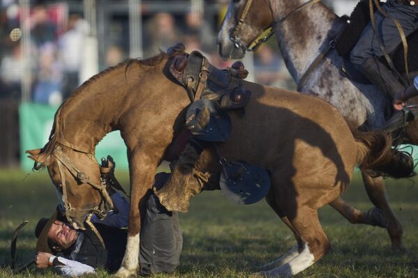 Un gaucho cae de su caballo durante el festival de rodeo de la Semana Criolla en la capital uruguaya, Montevideo. Un gaucho cae de su caballo durante el festival de rodeo de la Semana Criolla en la capital uruguaya, Montevideo. - Sputnik Mundo