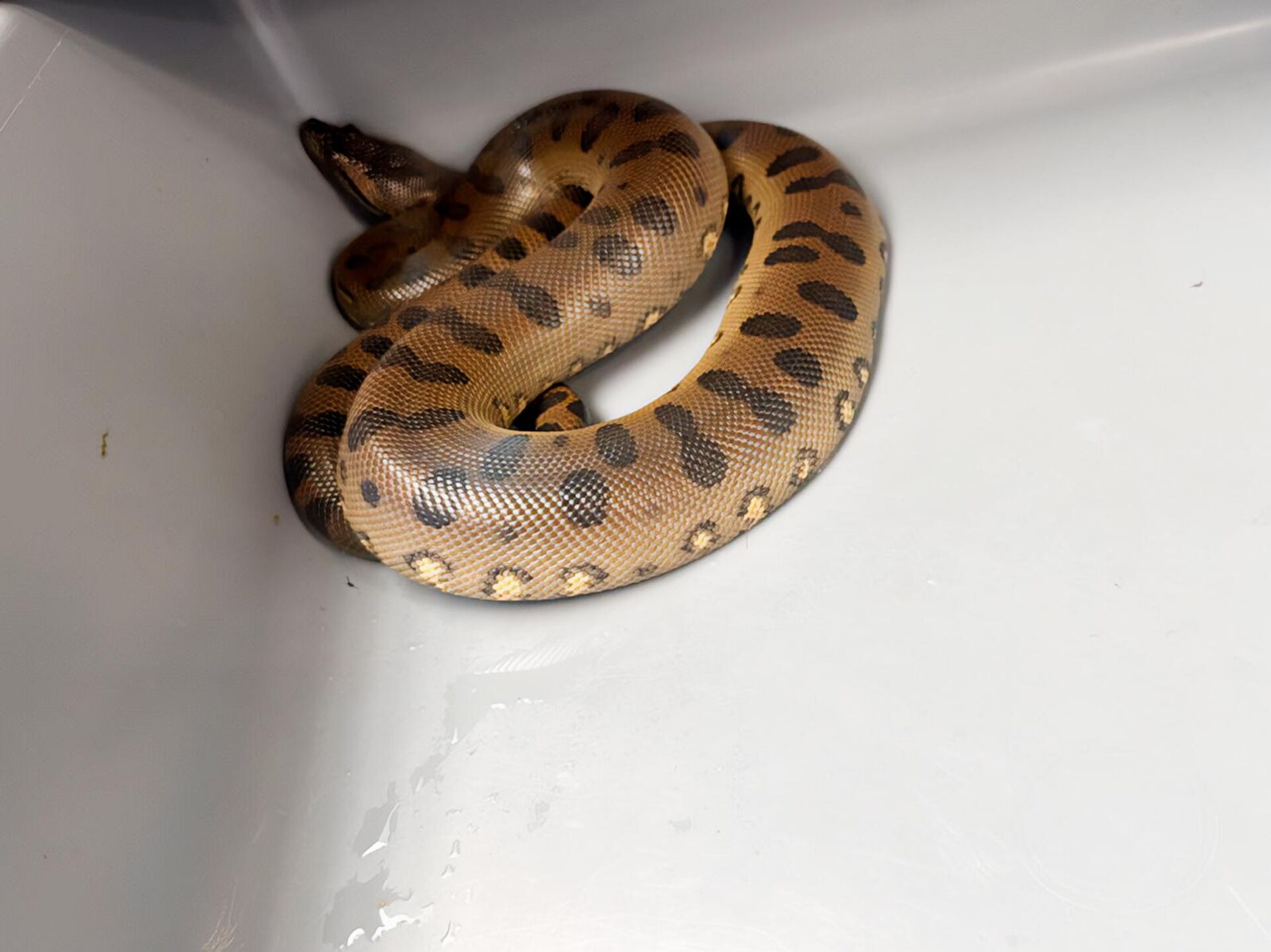 Una de las más de 370 especies aseguradas en México en operativos de las autoridades ambientales. - Sputnik Mundo, 1920, 23.04.2025