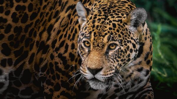 Los jaguares están en peligro de extinción. - Sputnik Mundo