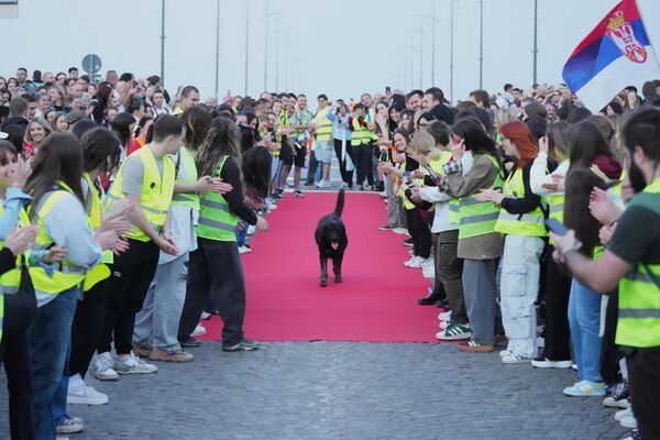 Un perro pasea por la alfombra roja antes de la ceremonia de bienvenida a los universitarios serbios que recorrieron en bicicleta más de 1.300 kilómetros desde la ciudad serbia de Novi Sad hasta la francesa de Estrasburgo. Un perro pasea por la alfombra roja antes de la ceremonia de bienvenida a los universitarios serbios que recorrieron en bicicleta más de 1.300 kilómetros desde la ciudad serbia de Novi Sad hasta la francesa de Estrasburgo. - Sputnik Mundo