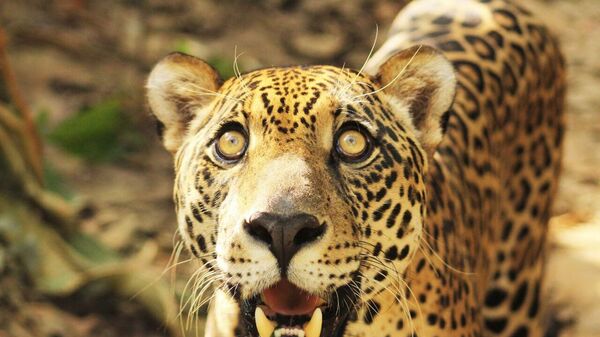 Kusiy, jaguar rescatado del tráfico ilícito - Sputnik Mundo