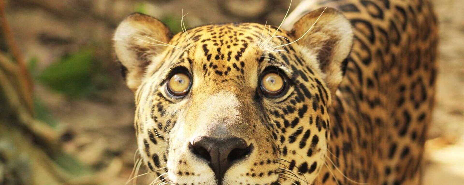 Kusiy, jaguar rescatado del tráfico ilícito - Sputnik Mundo, 1920, 26.04.2025