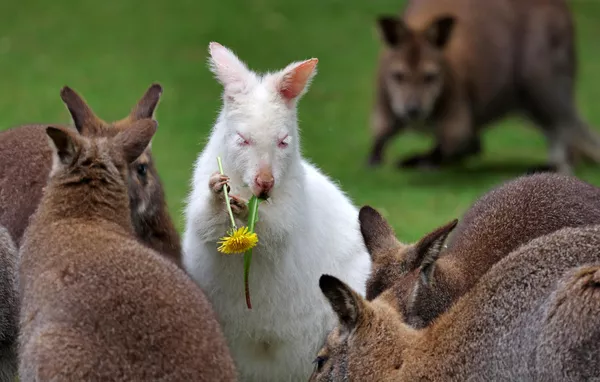 Una canguro albino del Parque de Aves de Marlow Abigail recibe flores para el desayuno en su primer cumpleaños en Mecklemburgo-Pomerania Occidental. Una canguro albino del Parque de Aves de Marlow Abigail recibe flores para el desayuno en su primer cumpleaños en Mecklemburgo-Pomerania Occidental. - Sputnik Mundo