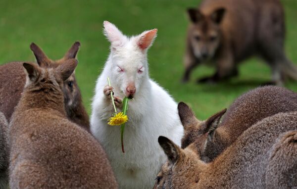 Una canguro albino del Parque de Aves de Marlow Abigail recibe flores para el desayuno en su primer cumpleaños en Mecklemburgo-Pomerania Occidental.  - Sputnik Mundo