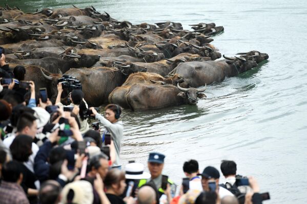 Una vista espectacular de una manada de búfalos cruzando el río Jialing para buscar alimento en la isla Taiyang, en China. Más de 200 búfalos nadaron a través del río al amanecer para llegar al pasto y regresar al atardecer.  - Sputnik Mundo
