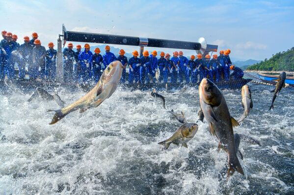Los pescadores sacan una enorme red en el lago Qiandao, en China.  - Sputnik Mundo