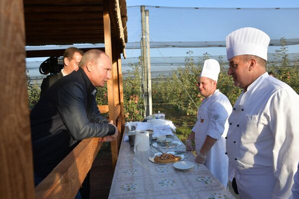 El presidente ruso, Vladímir Putin, visita la empresa agrícola Rassvet en la región rusa de Stavropol, el 9 de octubre de 2018. El presidente ruso, Vladímir Putin, visita la empresa agrícola Rassvet en la región rusa de Stavropol, el 9 de octubre de 2018. - Sputnik Mundo