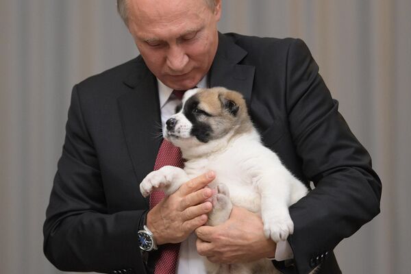 El líder turcomano felicitó a su homólogo ruso, Vladimir Putin, por su cumpleaños y le regaló un cachorro de Alabai. El líder turcomano felicitó a su homólogo ruso, Vladimir Putin, por su cumpleaños y le regaló un cachorro de Alabai. - Sputnik Mundo