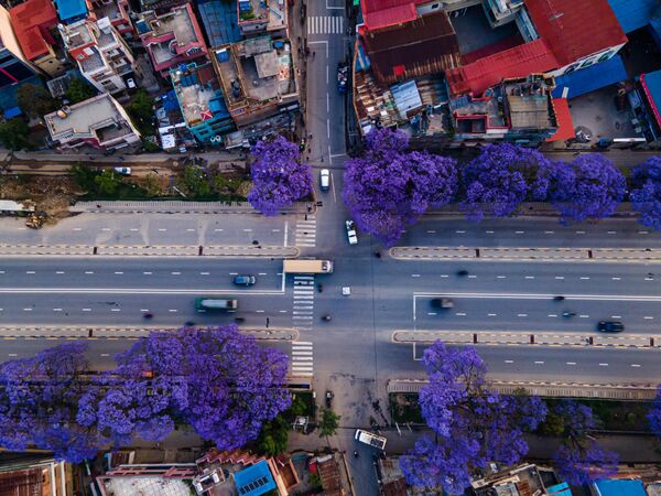 La vista aérea muestra la autopista Ring Road, bordeada de florecientes árboles Jacarandá en la ciudad de Patan, Nepal. - Sputnik Mundo
