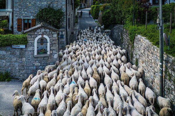 Vista aérea de un rebaño de ovejas y cabras que asciende desde Montello a los Alpes de Belluno para la tradicional trashumancia de primavera en Follina, Italia.El equipo camina junto al rebaño, reviviendo una antigua tradición pastoril basada en la resistencia, la cooperación y un profundo conocimiento del terreno montañoso.  - Sputnik Mundo